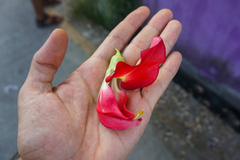 Sesbania grandiflora