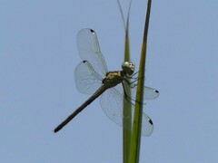 Hemistigma albipunctum