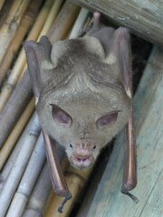 Macronycteris vittatus