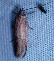 Gelechiini
