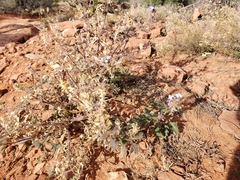 Glandularia gooddingii