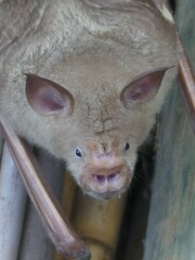 Macronycteris vittatus