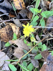 Pyrrhopappus pauciflorus