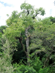 Phytolacca dioica