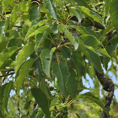 Phytolacca dioica