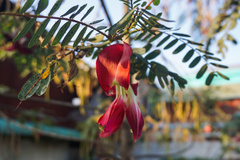 Sesbania grandiflora