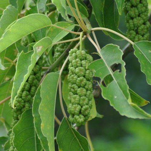Phytolacca dioica