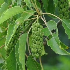 Phytolacca dioica