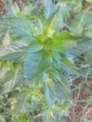 Mercurialis annua