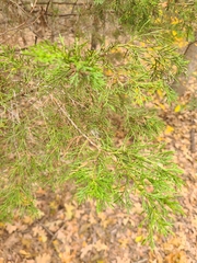Juniperus