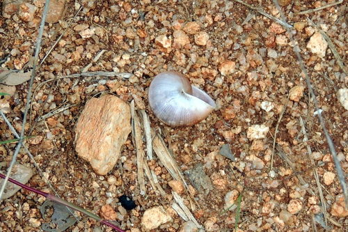 Ariophanta exilis