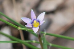 Romulea rosea australis