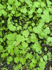 Hydrocotyle heteromeria