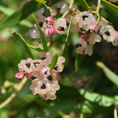 Muehlenbeckia sagittifolia