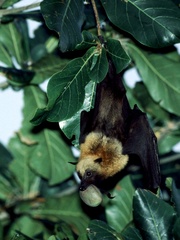 Pteropus seychellensis comorensis