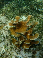 Acropora palmata