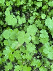 Hydrocotyle heteromeria