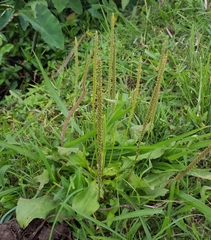 Plantago