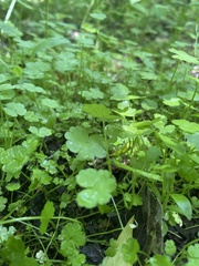 Hydrocotyle heteromeria