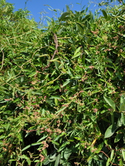 Muehlenbeckia sagittifolia