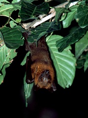Pteropus vampyrus