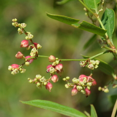 Muehlenbeckia sagittifolia