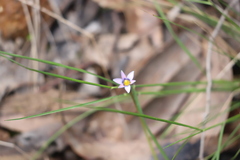 Romulea rosea australis