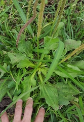 Plantago