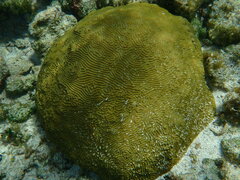 Pseudodiploria clivosa