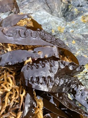 Laminariaceae
