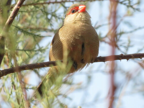 Estrilda común (Estrilda astrild)