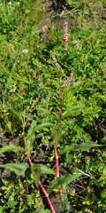 Persicaria ferruginea