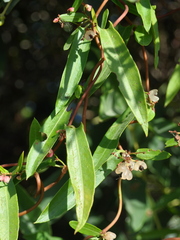 Muehlenbeckia sagittifolia