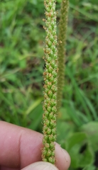 Plantago