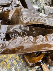 Laminariaceae