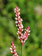 Persicaria ferruginea
