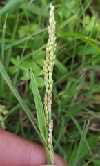 Setaria geminata