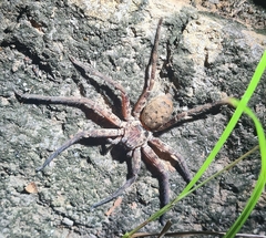 Heteropoda