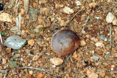 Ariophanta exilis