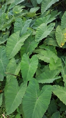 Colocasia esculenta
