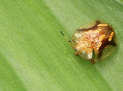 Helocassis flavorugosa