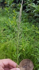 Sporobolus pyramidalis