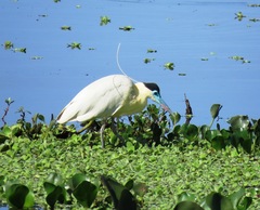 Pilherodius pileatus