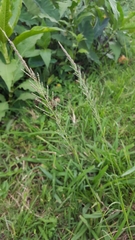 Sporobolus pyramidalis