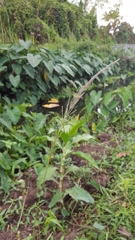 Sporobolus pyramidalis