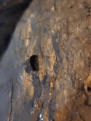 Armadillidiidae