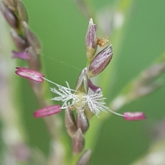 Sporobolus pyramidalis