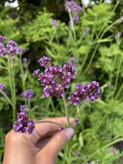 Verbena incompta