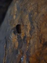 Armadillidiidae