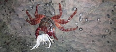 Grapsus adscensionis